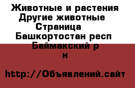 Животные и растения Другие животные - Страница 3 . Башкортостан респ.,Баймакский р-н